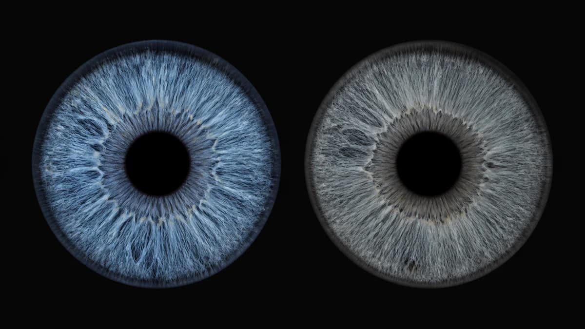 A natural blue iris beside a low-saturation silvery gray iris under matching neutral light.