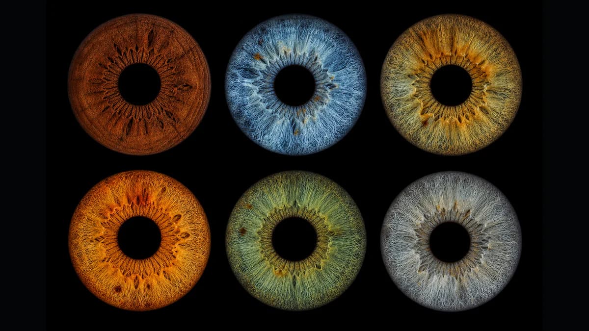 Six iris macros in a grid: brown, blue, and hazel above amber, green, and gray.