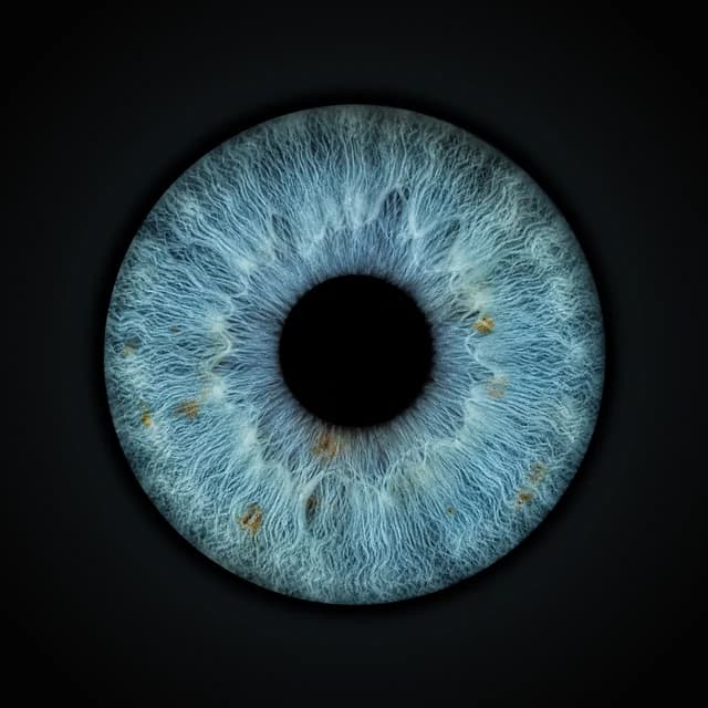 The signature iris-photography look: the real iris, monumental on deep gallery black. Rendered instantly.
