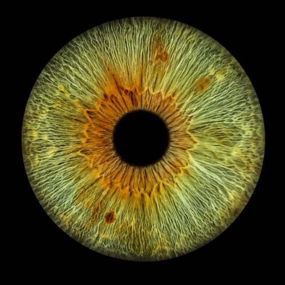 Sample Green macro iris eye